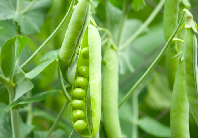 豌豆和荷兰豆的区别
