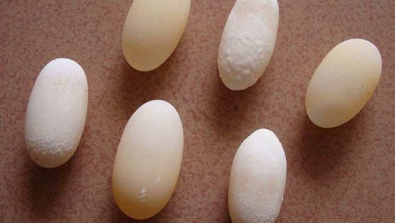 乌龟蛋营养价值？