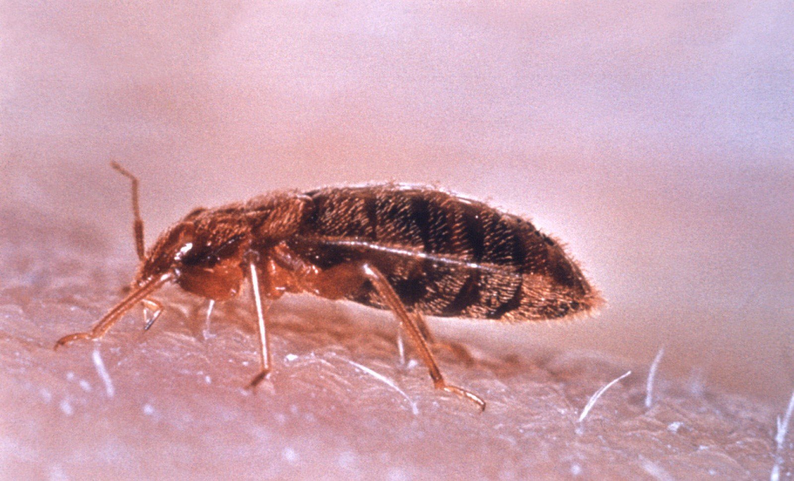 臭虫怕什么气味，用什么药物可以消灭他们？