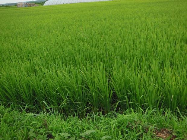 我买的五常有机稻花香大米觉得和普通大米没区别