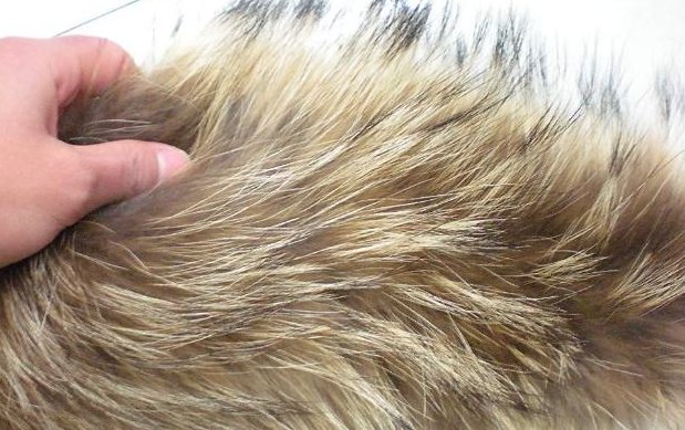如何辨别真假狐狸毛