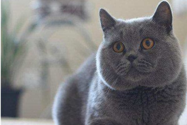 蓝猫贵还是蓝白猫贵