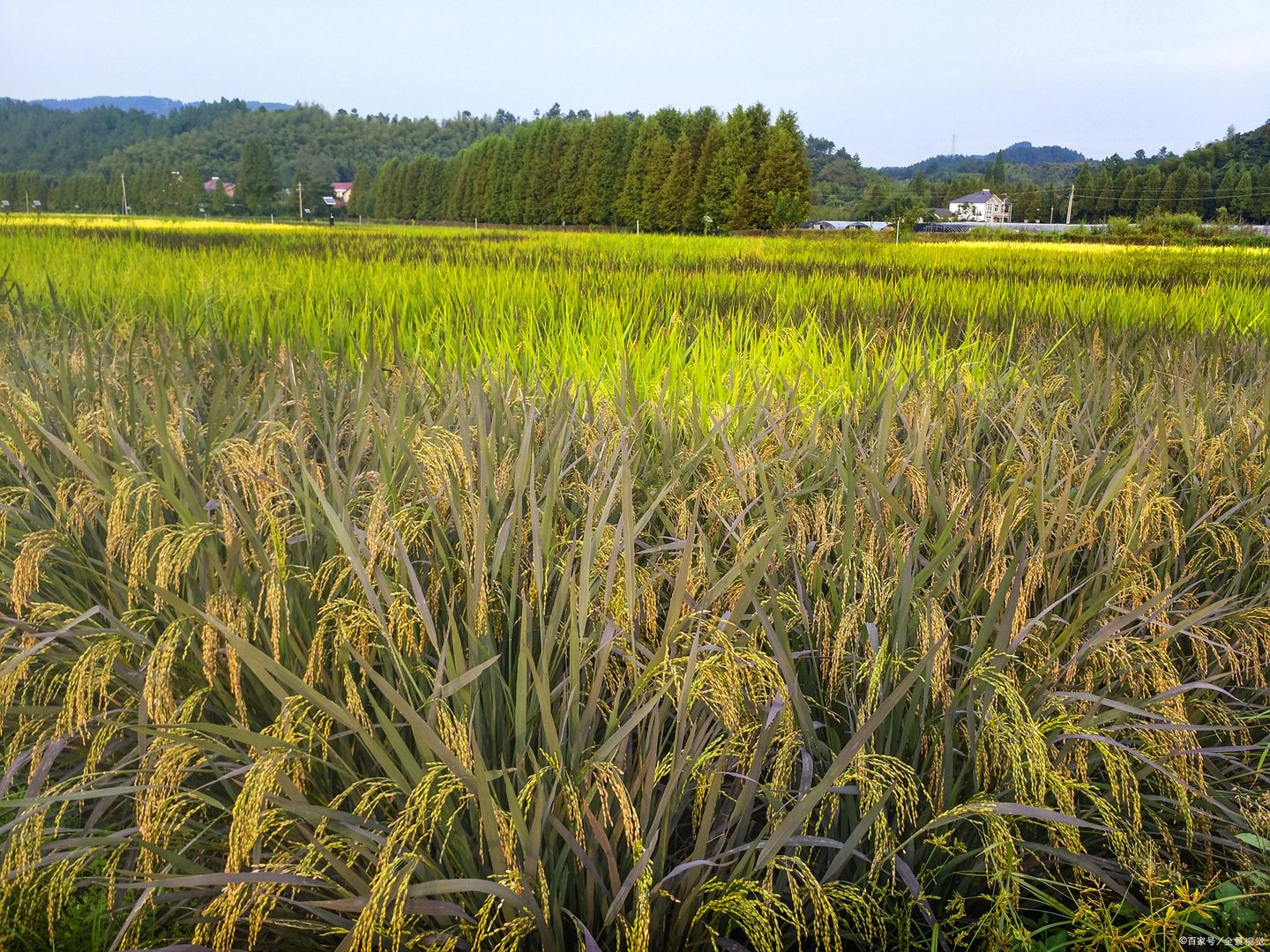 节约粮食的重要意义是什么