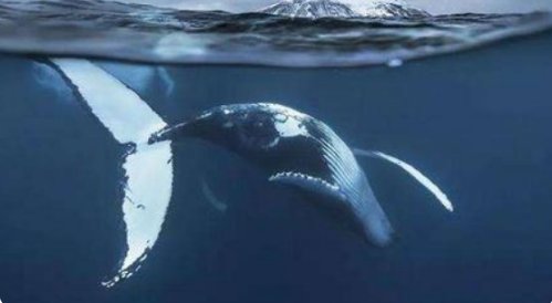 一鲸落万物生下一句经典说说