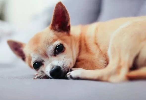 犬类的细小病毒是如何引发的？