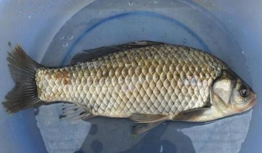 常喝鲫鱼豆腐汤的好处有哪些