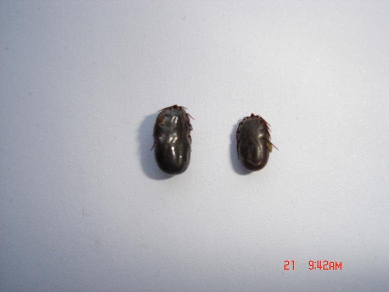 狗身上长了蜱怎么办?