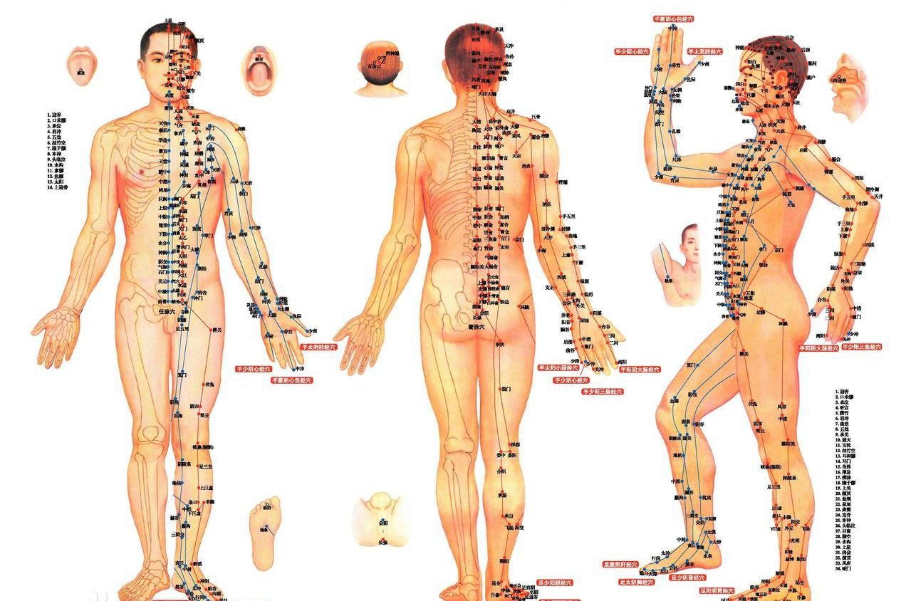 十二经络走向图