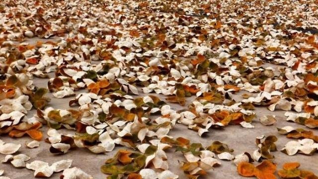 怎么样把晒好的橘子皮做成陈皮