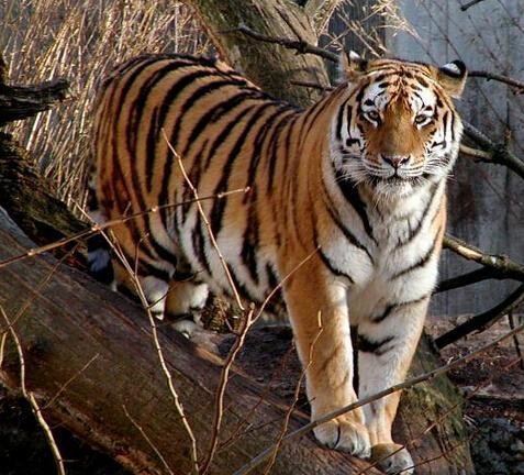 犬科为什么没猫科厉害