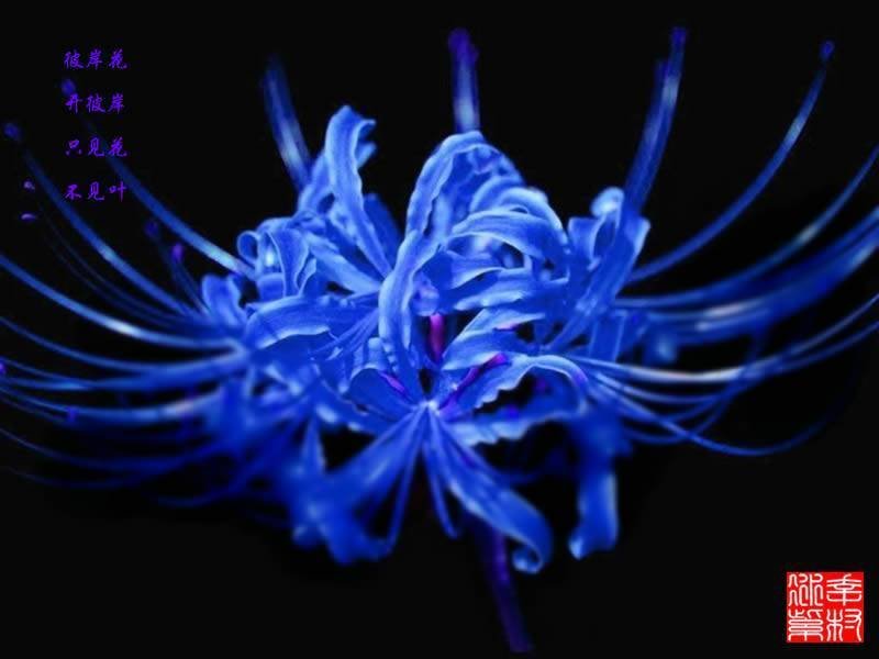 蓝色彼岸花图片和名称及花语