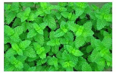 室内养薄荷怎么养殖？