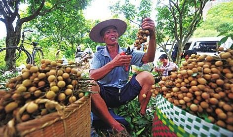 广西水果价格得到全国人民的羡慕，为何广西的水果如此便宜？