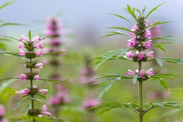 红花益母草和白花益母草有什么不同吗？