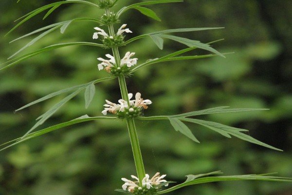 红花益母草和白花益母草有什么不同吗？