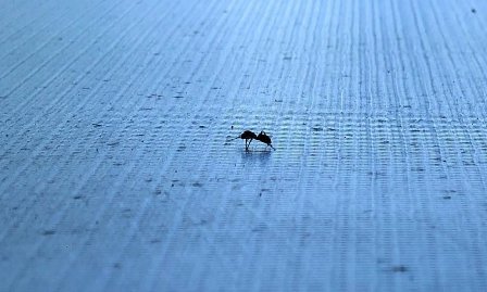 生如蝼蚁当立鸿鹄之志出自哪？