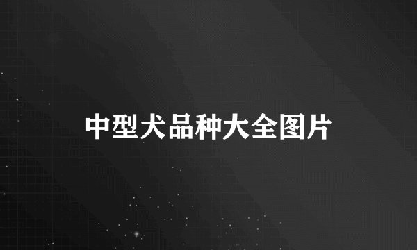 中型犬品种大全图片