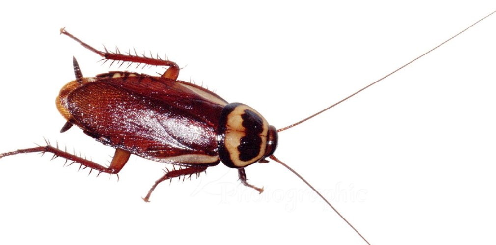 蟑螂的卵鞘破在地板上了。。。