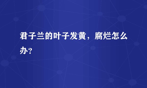 君子兰的叶子发黄，腐烂怎么办？