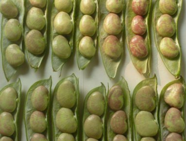 什么人不适合吃荷包豆