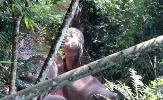 云南宁洱出现24头野生亚洲象，野象会攻击人类吗？