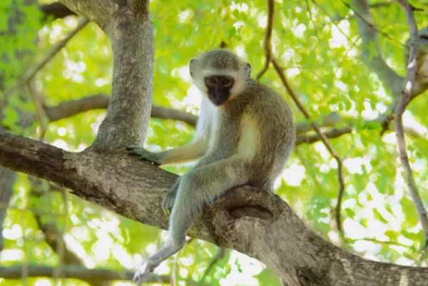 攀高枝头打一生肖