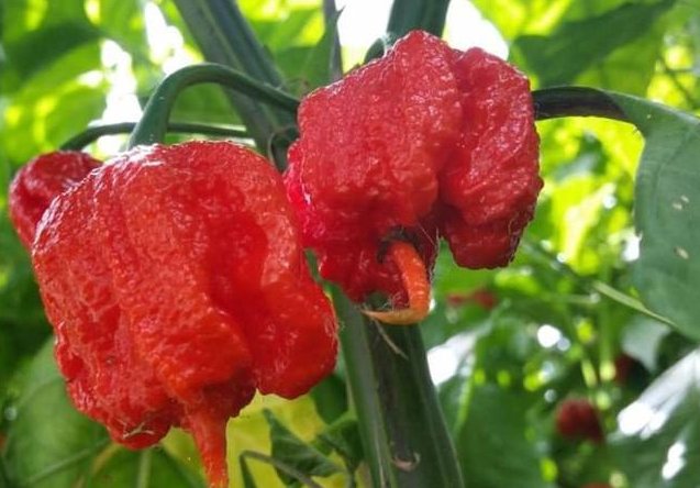 树脂大戟是什么植物?为什么它比朝天椒还辣?它能不能食用?