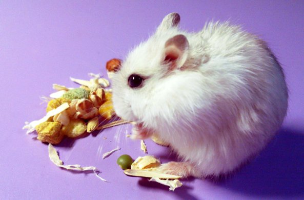 仓鼠知道自己被养了吗