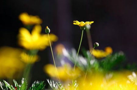 什么无处不飞花