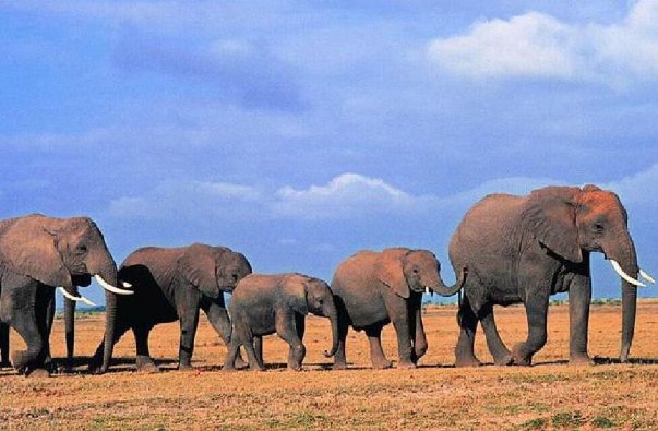 二年级称大象的方法有哪些?