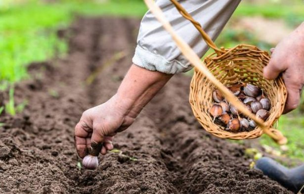 大蒜最忌讳的肥料