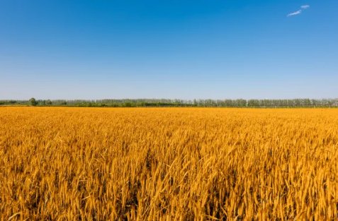 “中原粮仓”河南被推上风口，到底是谁在收购小麦青苗？