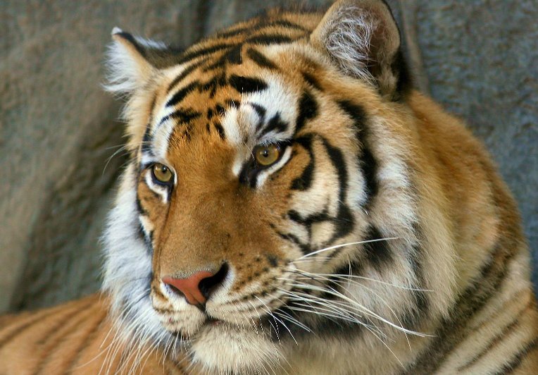 败寇成王打一动物生肖