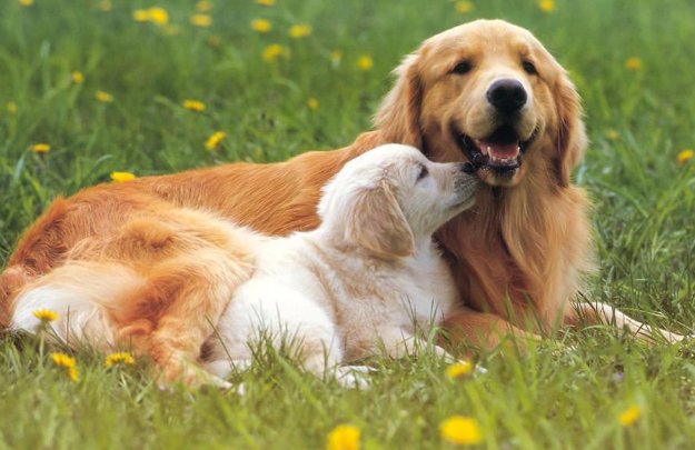 狗狗身上有个硬硬的东西怎么办？？