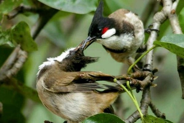 反哺之私打一生肖