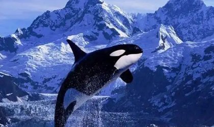 虎鲸之战这本书主要讲了什么