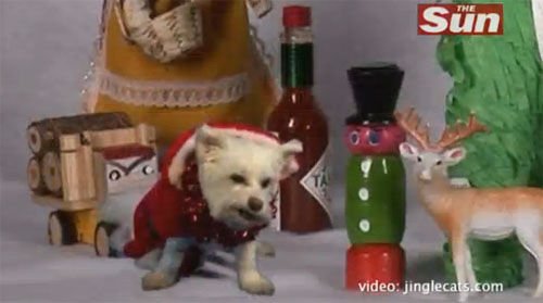 叮当猫乐队的介绍