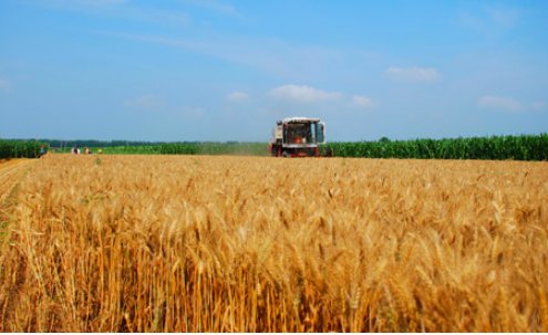 金秋之美一地金。是什么意思？