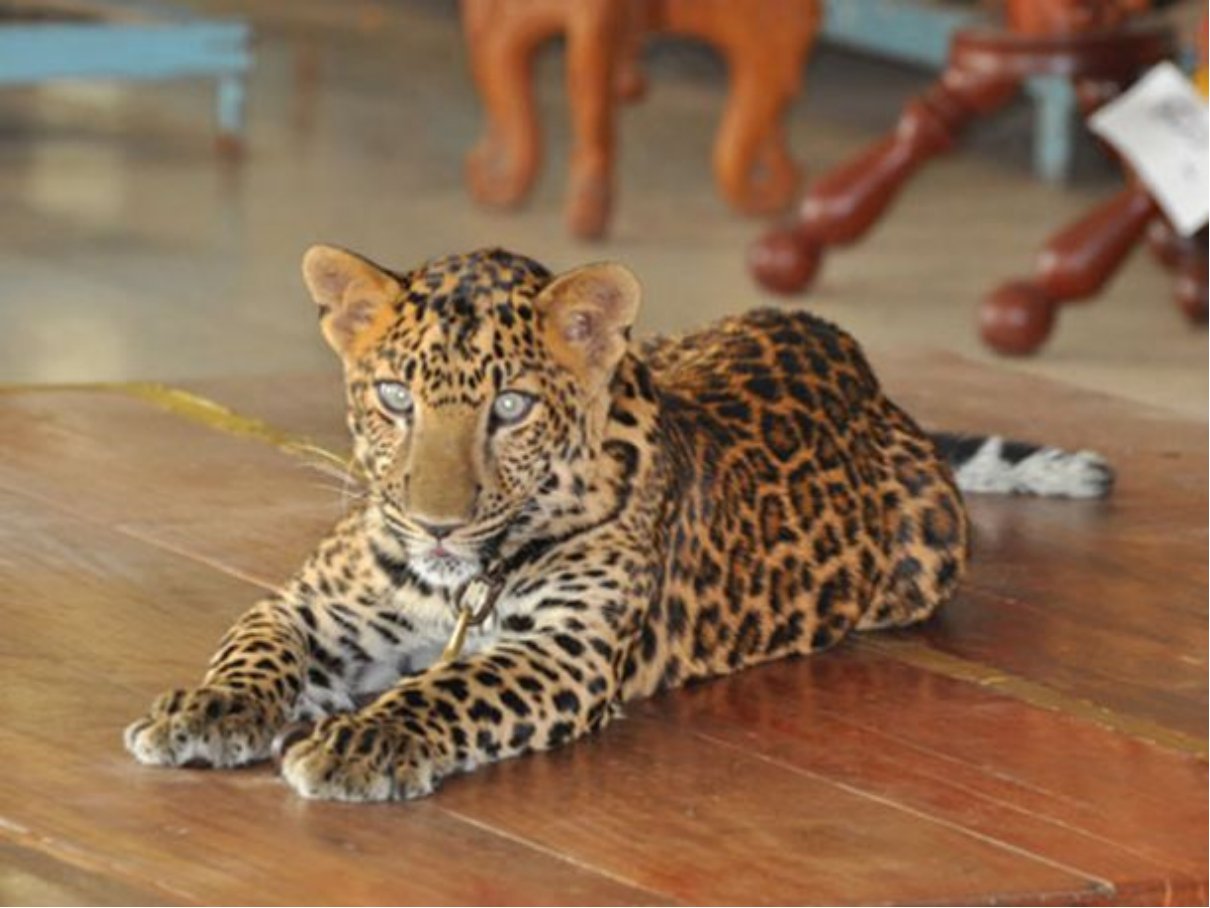 十大最强豹子排名