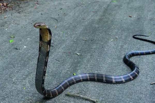 农村十大毒蛇排名