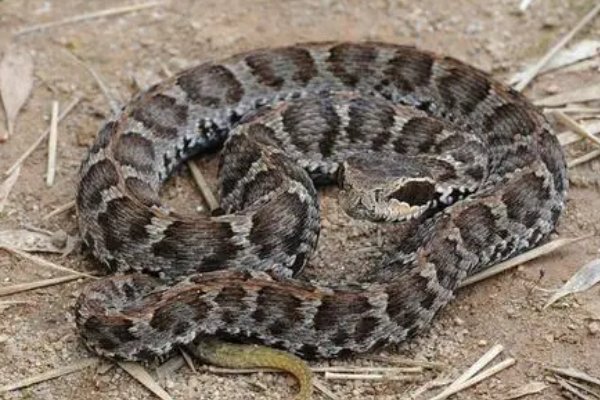 农村十大毒蛇排名