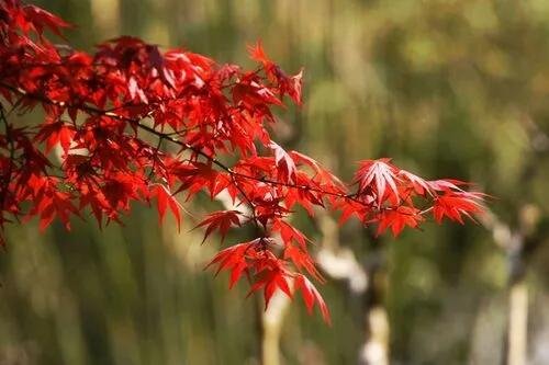 左岸春风一语断蓝打一字