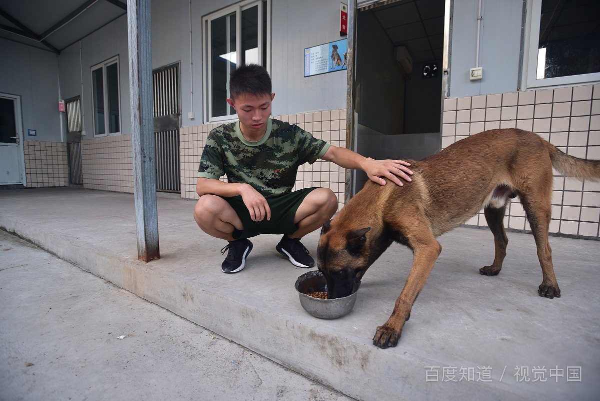 狗狗刚才到你家把你给它的吃的埋在土里,这是怎么了？