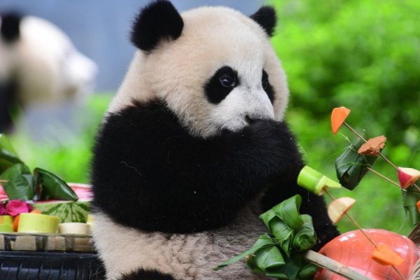 基地有哪些熊猫家族？