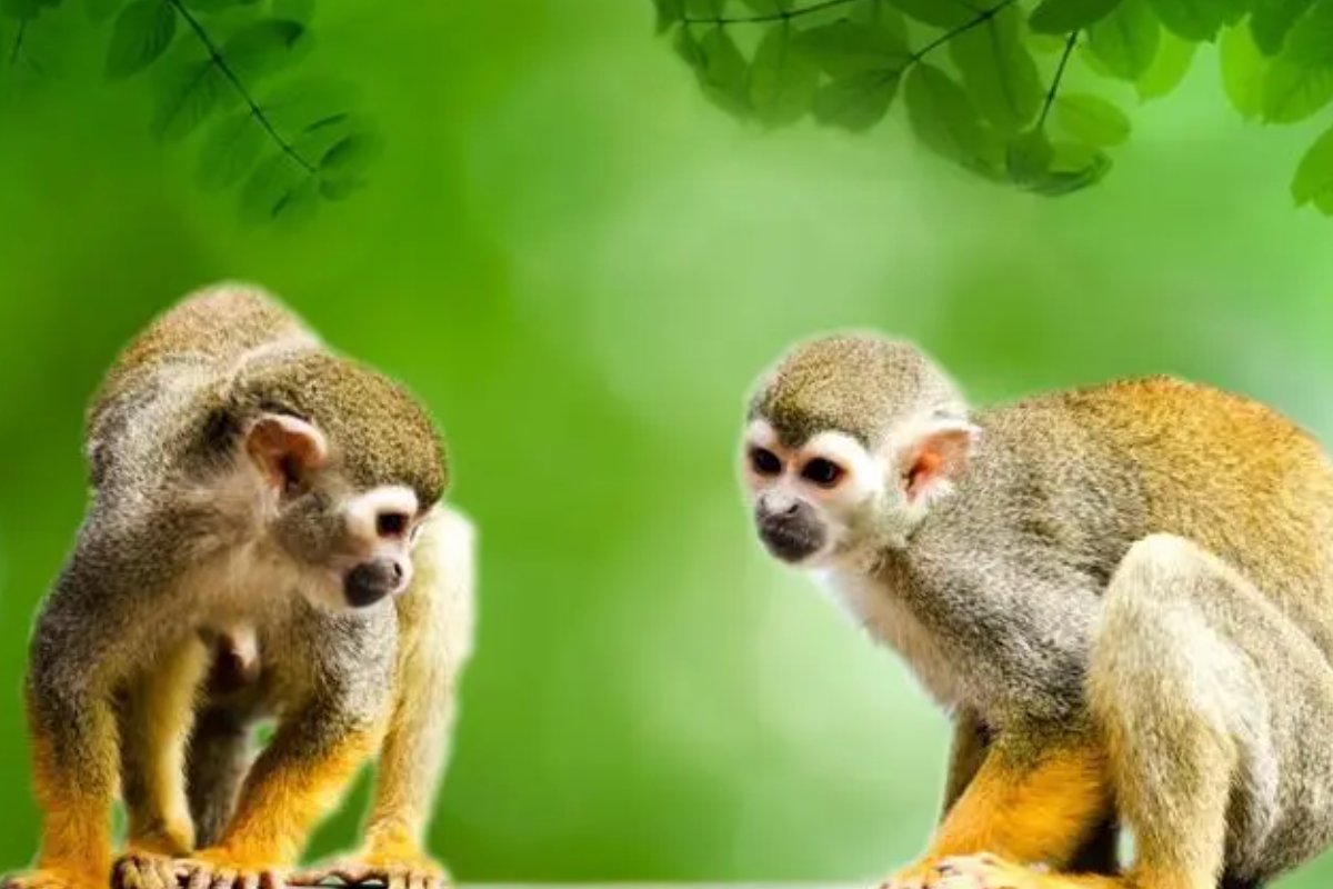 无精打采是什么生肖