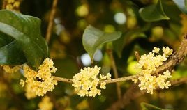 什么是八月桂花开？