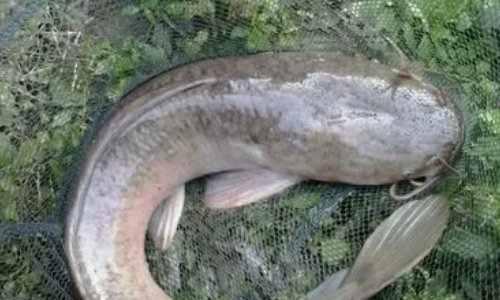 观赏鱼鲶鱼种类