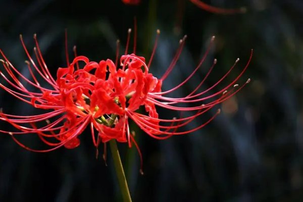 哪些花的花语是救赎？