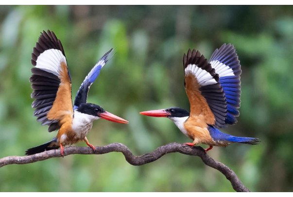 老鸟是什么意思