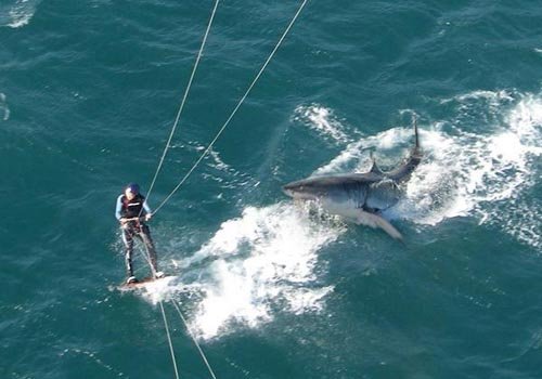 鲨鱼侵袭的基本信息